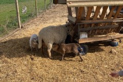 27.3.2026 Návštěva zvířátek a mláďat 5. třída